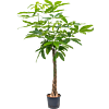 Pachira aquatica