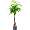 Pachira aquatica