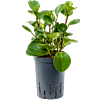 Peperomia obtusifolia 'Green Gold'