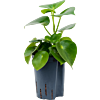 Peperomia polybotrya 'Raindrop'