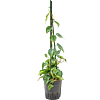 Philodendron scandens 'Brasil'