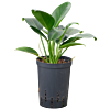 Philodendron 'Green Congo'