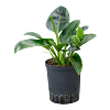 Philodendron 'Green Congo'