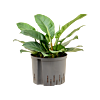 Philodendron 'Imperial Green'