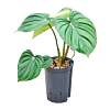 Philodendron 'Mc Dowell'