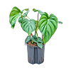Philodendron 'Mc Dowell'