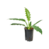 Philodendron 'Narrow'