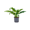 Philodendron 'Narrow'