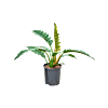 Philodendron selloum 'Narrow'