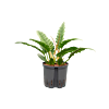 Philodendron selloum 'Narrow'