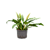 Philodendron selloum 'Narrow'