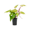 Philodendron 'Painted lady'