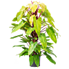 Philodendron 'Painted lady'