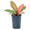 Philodendron 'Prince of Orange'