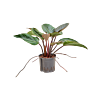Philodendron 'Red beauty'
