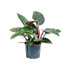Philodendron 'Red Congo'