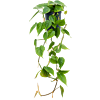 Philodendron scandens