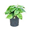 Philodendron scandens