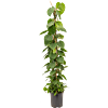 Philodendron scandens