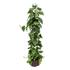Philodendron scandens