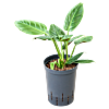 Philodendron 'Subhastatum'