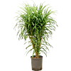 Pleomele (Dracaena) 'Anita Variegata'