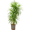 Pleomele (Dracaena) 'Anita Variegata'