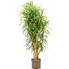 Pleomele (Dracaena) 'Anita Variegata'