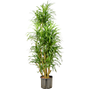Pleomele (Dracaena) 'Anita Variegata'