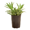 Pleomele (Dracaena) reflexa 'Song of Hawaian'