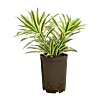 Pleomele (Dracaena) reflexa 'Song of India'