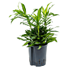 Pleomele (Dracaena) reflexa 'Song of Jamaica'
