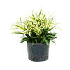 Pleomele (Dracaena) reflexa 'Song of Sri Lanka'