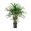 Rhapis excelsa