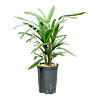 Rhapis excelsa