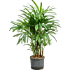 Rhapis excelsa