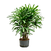 Rhapis excelsa