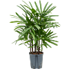 Rhapis excelsa