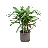 Rhapis excelsa