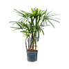 Rhapis excelsa