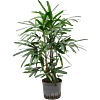Rhapis excelsa