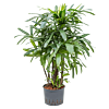 Rhapis excelsa