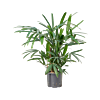 Rhapis excelsa
