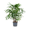 Rhapis excelsa