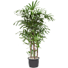 Rhapis excelsa
