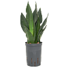 Sansevieria trifasciata 'Black Diamond'