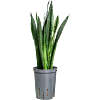 Sansevieria black tiger