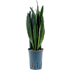 Sansevieria trifasciata 'Black Tiger'