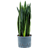 Sansevieria trifasciata 'Black Tiger'