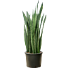 Sansevieria trifasciata 'Black Tiger'